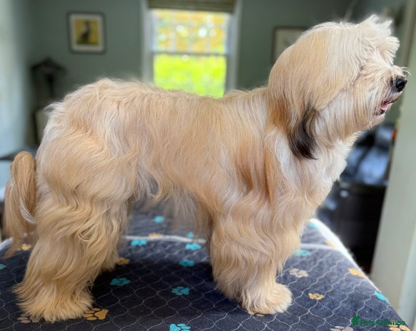 Tibetan Terrier dogs Tibetan Terrier for Stud Duties - Advert 2