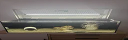 Axolotl reptiles for sale: X2 axolotyls, tank set up and accessories  in Stoke-on-Trent - Advert 4