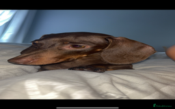 Mixed Breed dogs for sale: 5 beautiful dorkie puppies for sale  - Image 7