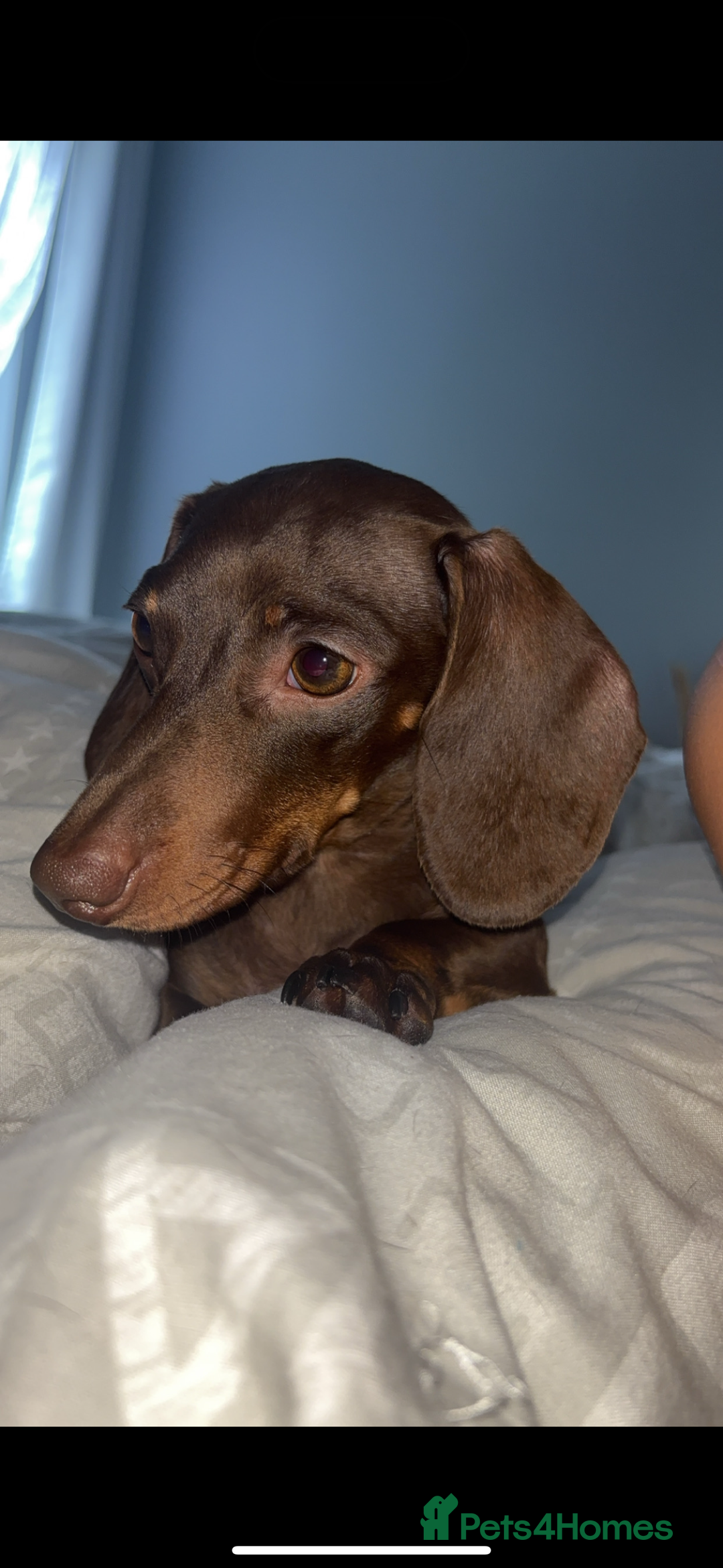 Mixed Breed dogs for sale: 5 beautiful dorkie puppies for sale  - Image 7