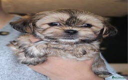 Shih Tzu dogs for sale: Beautiful Shih Tzu Puppies READY TO LEAVE SATURDAY - Image 14