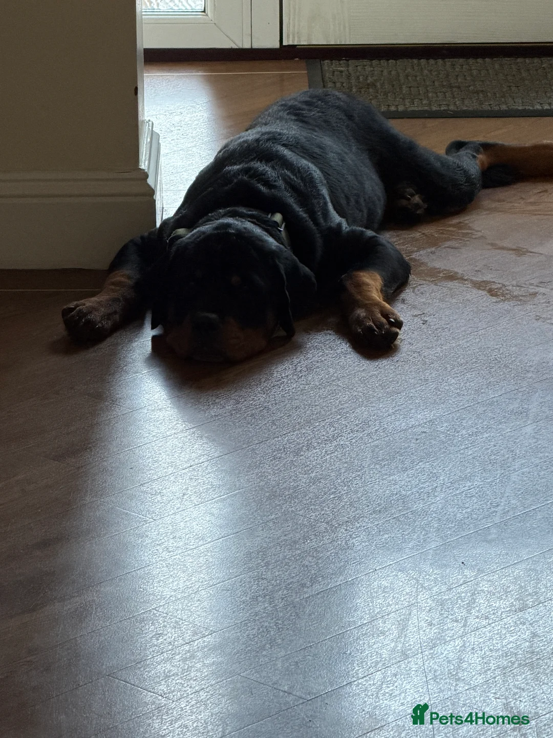 Rottweiler dogs for sale: 9 Month Old Male German Rottweiler - Advert 3