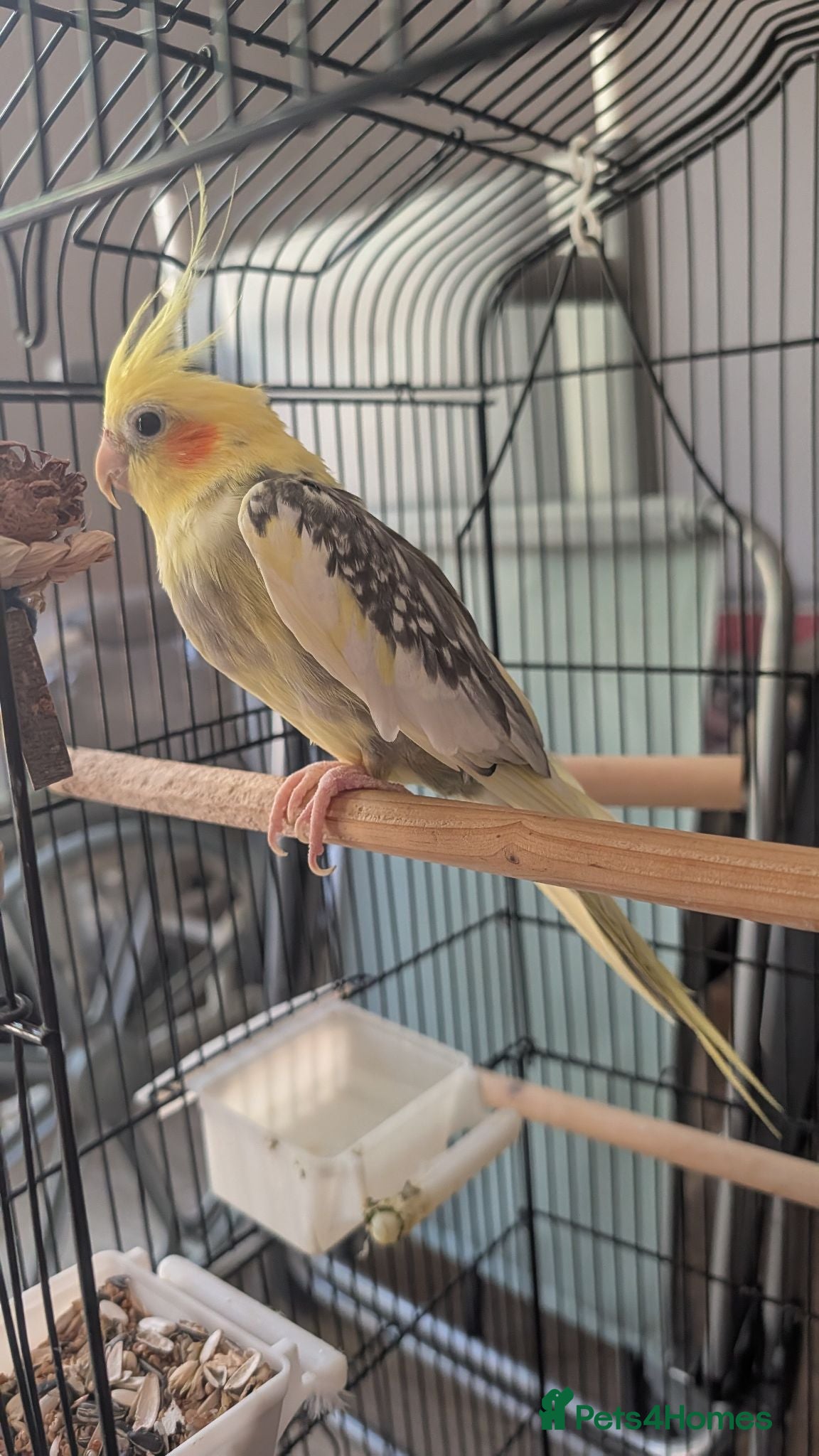 Cockatiels birds Male cockatiel  - Advert 1