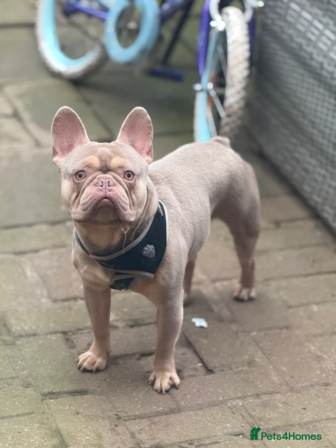 French Bulldog dogs for stud: Stud Bulldog French Lilac - Advert 1