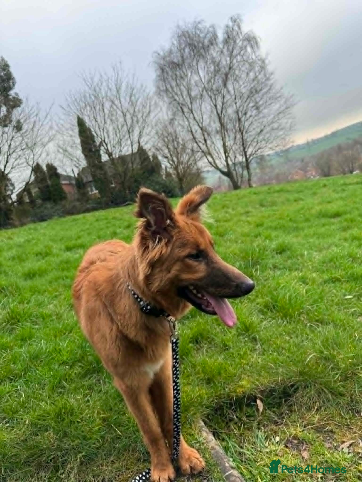 Mixed Breed dogs Gorgeous boy  - Advert 1