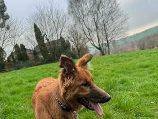 Mixed Breed dogs Gorgeous boy - Advert 1