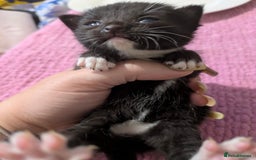 Mixed Breed cats for sale: Adorable kittens for sale - Image 5