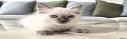 Ragdoll cats for sale: 🤍 Pure Ragdoll Boy Blue Point Kitten Ready Now - Advert 3