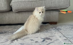 British Longhair cats for sale: Lilac golden shaded kittens (cy12) - Image 16