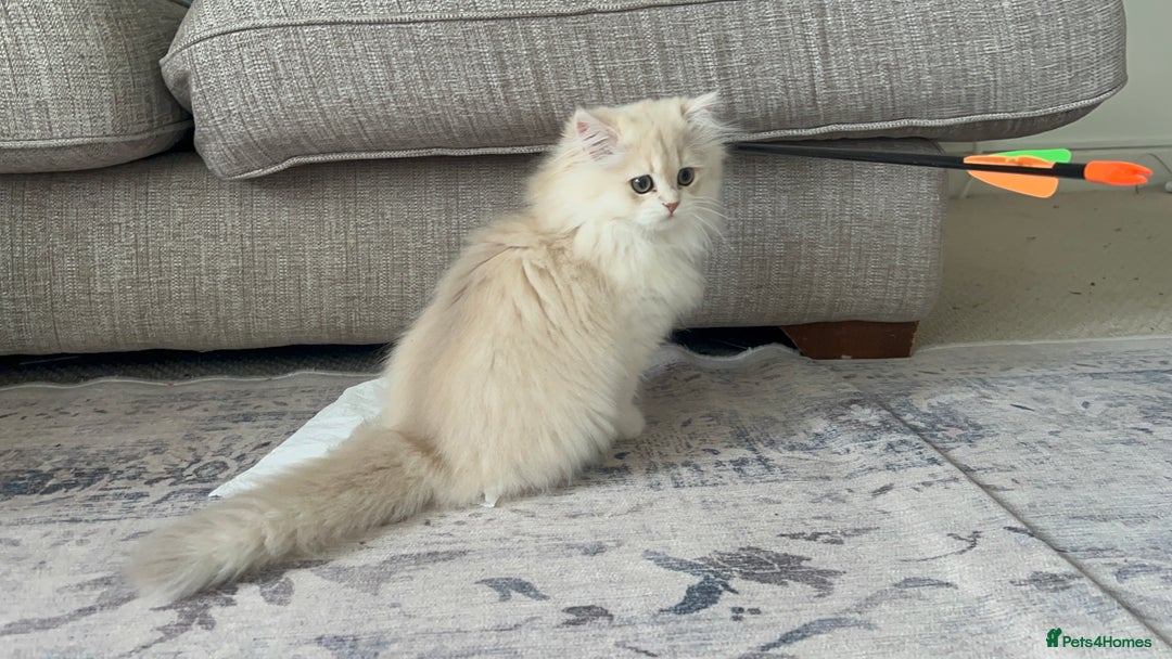 British Longhair cats for sale: Lilac golden shaded kittens (cy12) - Image 16