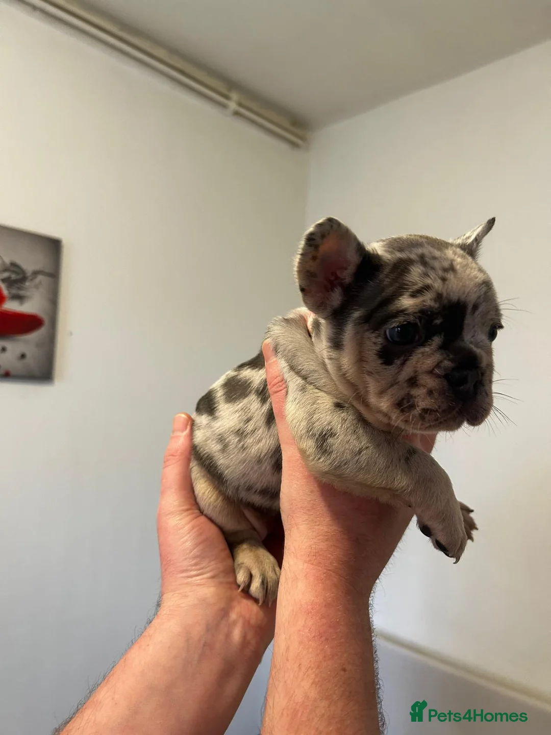 French Bulldog dogs for sale: French Bulldog puppies  - Advert 4