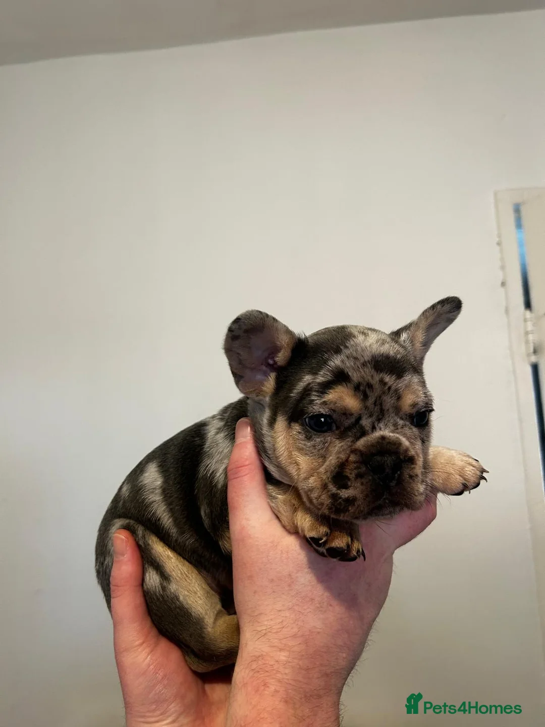 French Bulldog dogs for sale: French Bulldog puppies  - Advert 7