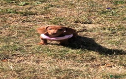 Dachshund dogs for sale: Beautiful dachshund - Image 1