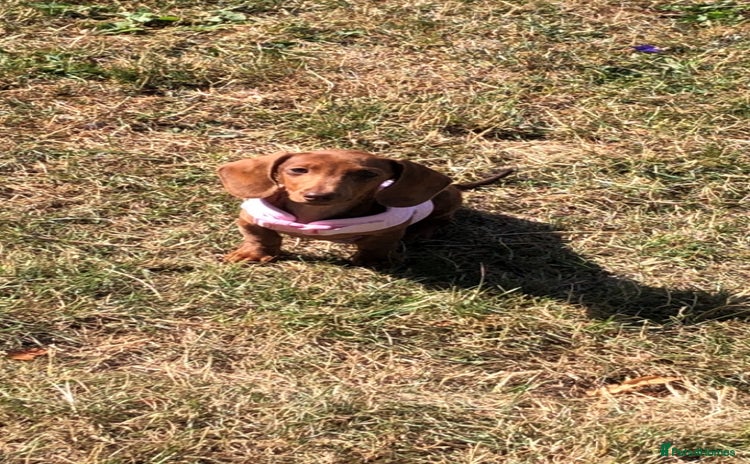Dachshund dogs - Advert 3