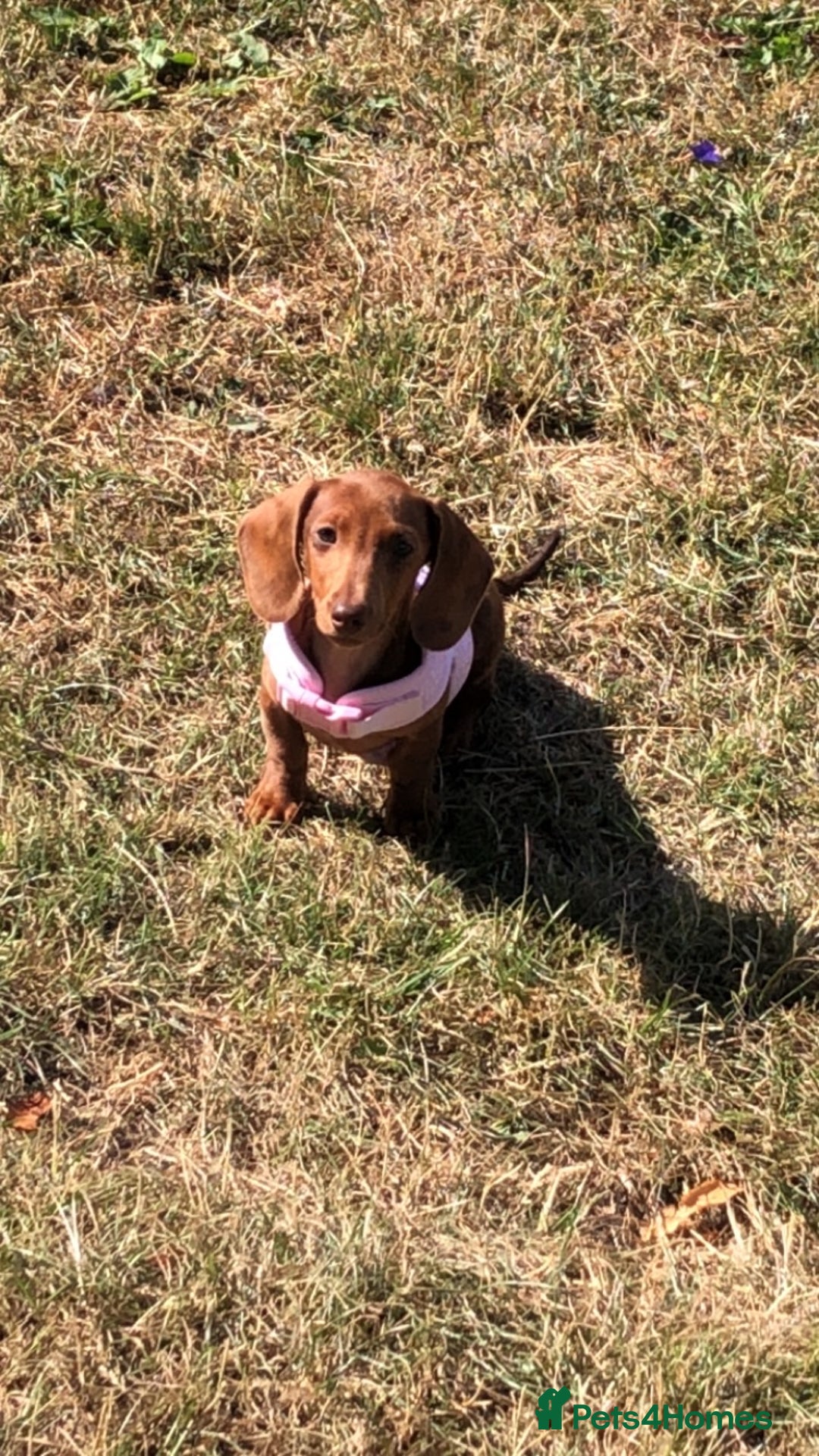 Dachshund dogs for sale: Beautiful dachshund - Image 1