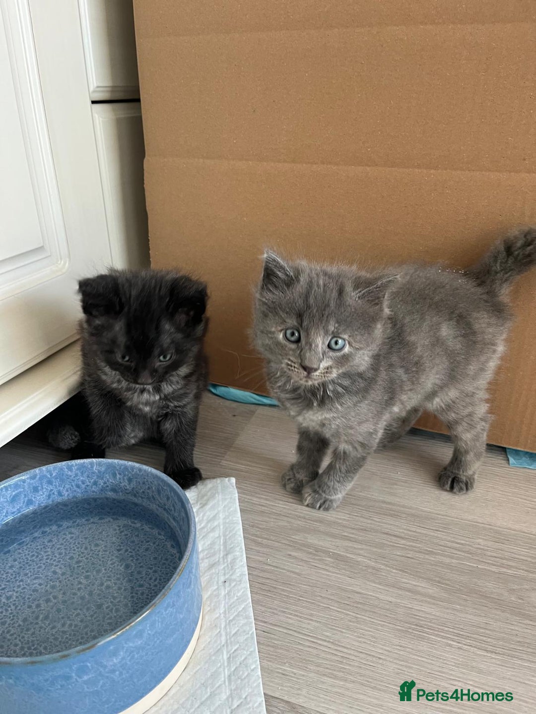 Mixed Breed cats for sale: Mix persian kittens - Image 5