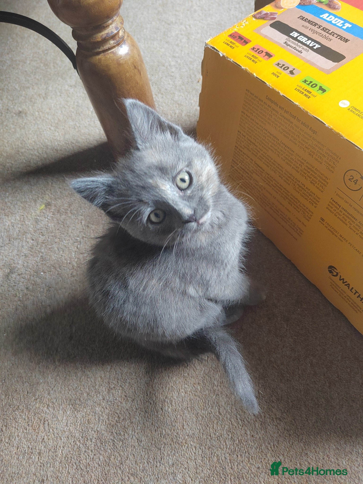Mixed Breed Kitten 3
