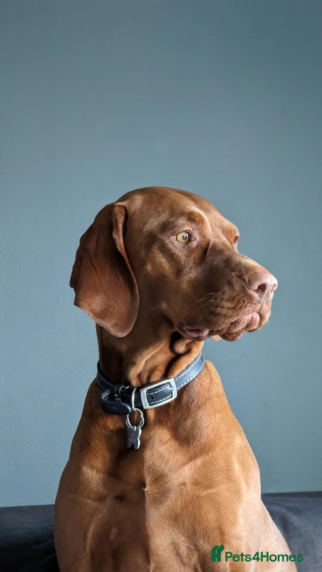 Mixed Breed dogs for sale: Hungarian Vizsla Doodle Puppies - Both Parents in Newton Abbot - Advert 2