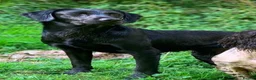 Labrador Retriever dogs for sale: 7 KC lab pups out of a FTCH - Advert 4