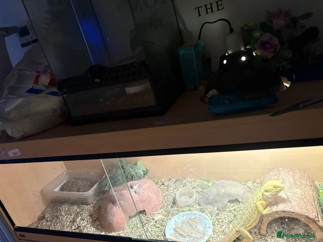 Bearded Dragon reptiles for sale: Yellow ( bearded dragon ) in St Albans - Advert 1