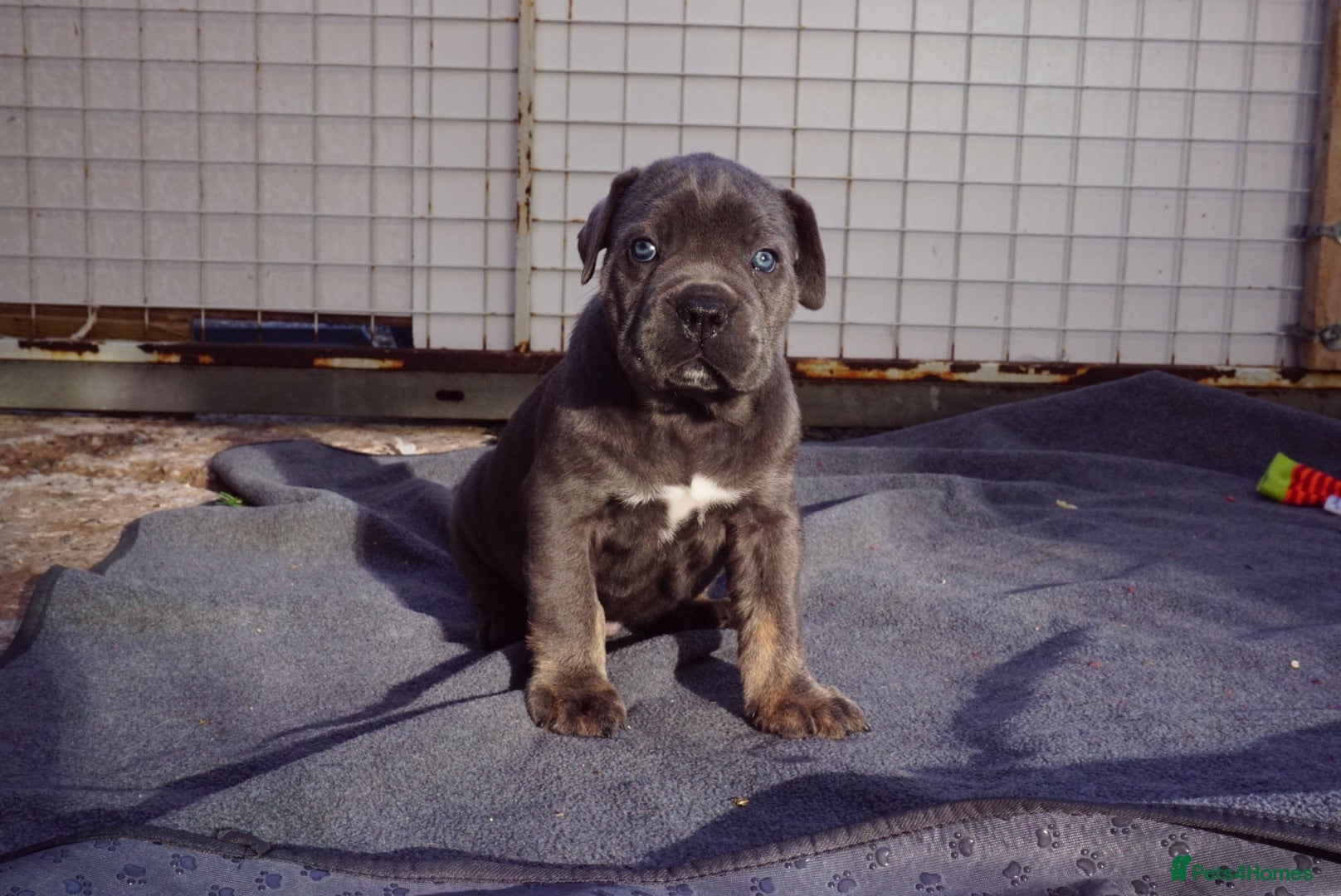 Cane Corso dogs Quality health tested cane corso puppies  - Advert 6