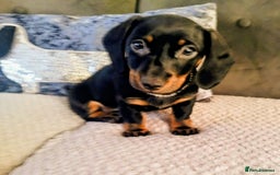 Dachshund dogs for sale: MINIATURE DACHSHUND!Only boy left. - Image 3