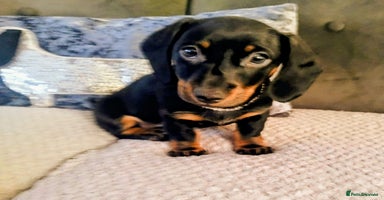 Dachshund dogs - Advert 9