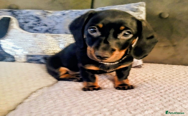 Dachshund dogs - Advert 1