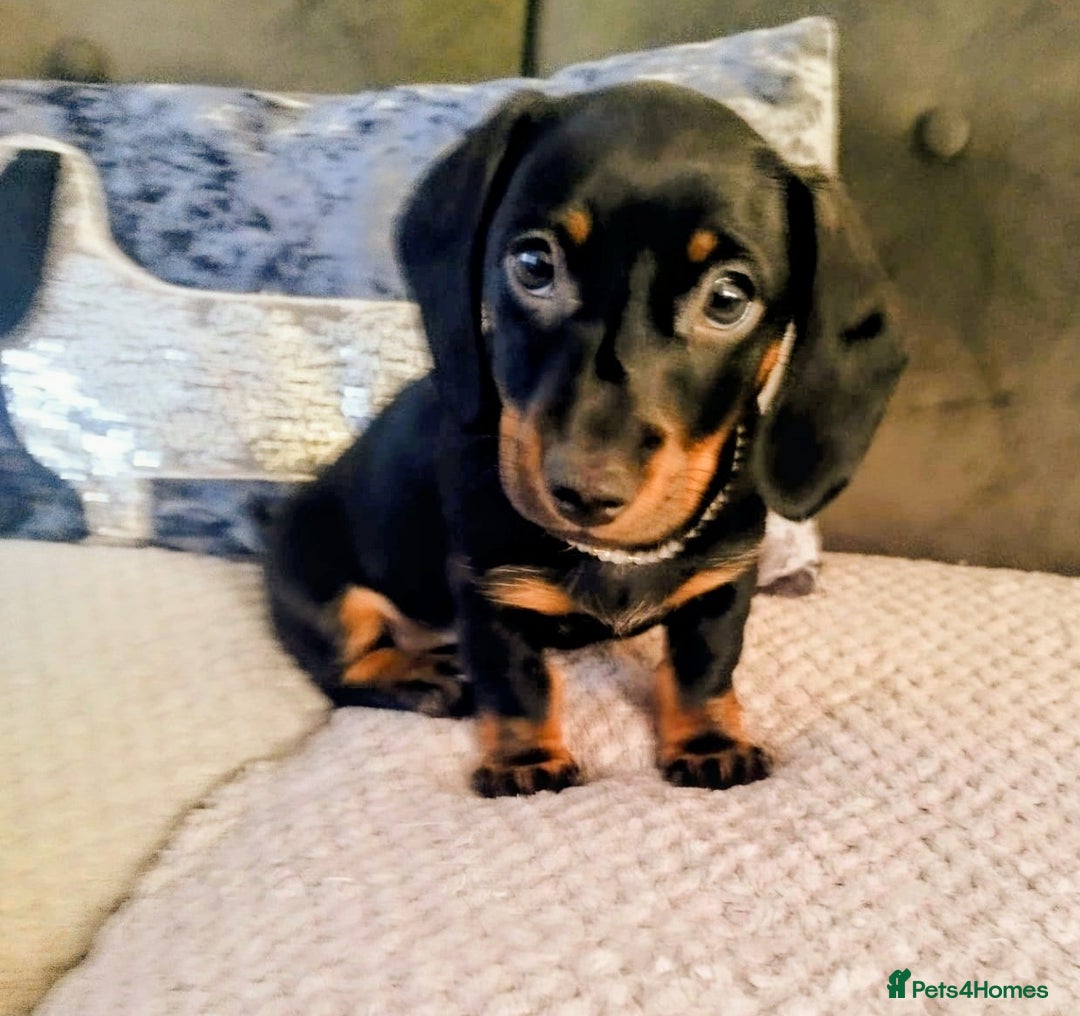 Dachshund dogs for sale: MINIATURE DACHSHUND!Only boy left. - Image 3