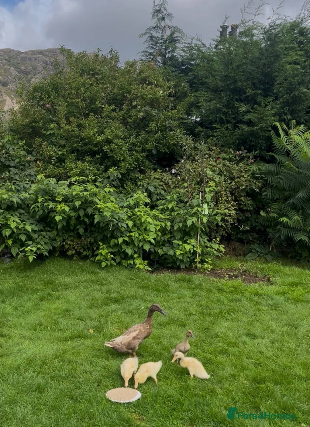 Ducks poultry for sale: Runner Duck Family - Advert 2