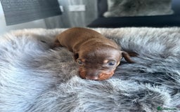 Miniature Dachshund dogs for sale: Miniature dachshund puppy brown boy ready to leave - Image 13