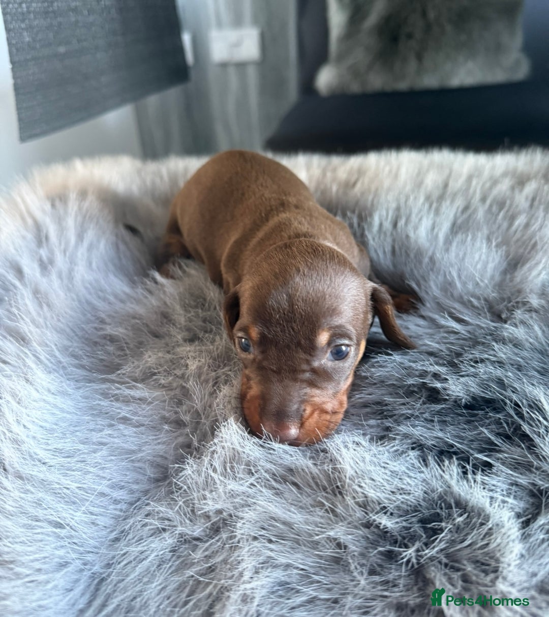 Miniature Dachshund dogs for sale: Miniature dachshund puppy brown boy ready to leave - Image 13