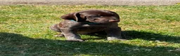 German Shorthaired Pointer dogs for sale: German Short Haired Pointer Puppies KC reg  - Advert 23