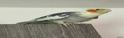 Cockatiels birds for sale: Hand Reared and Hand Tamed Cockatiels Birds 3 Cage in Bracknell - Advert 5
