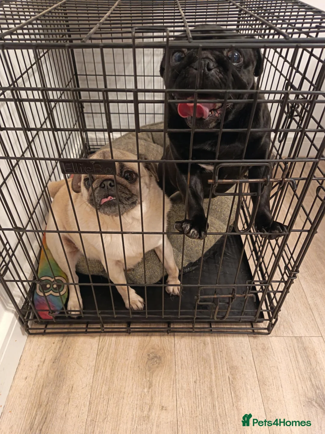 Pug dogs for sale: Arlo and Bella - Advert 3