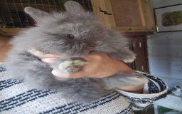 Lionhead rabbits for sale: 5 Beautiful Lion Head Babies - Advert 17
