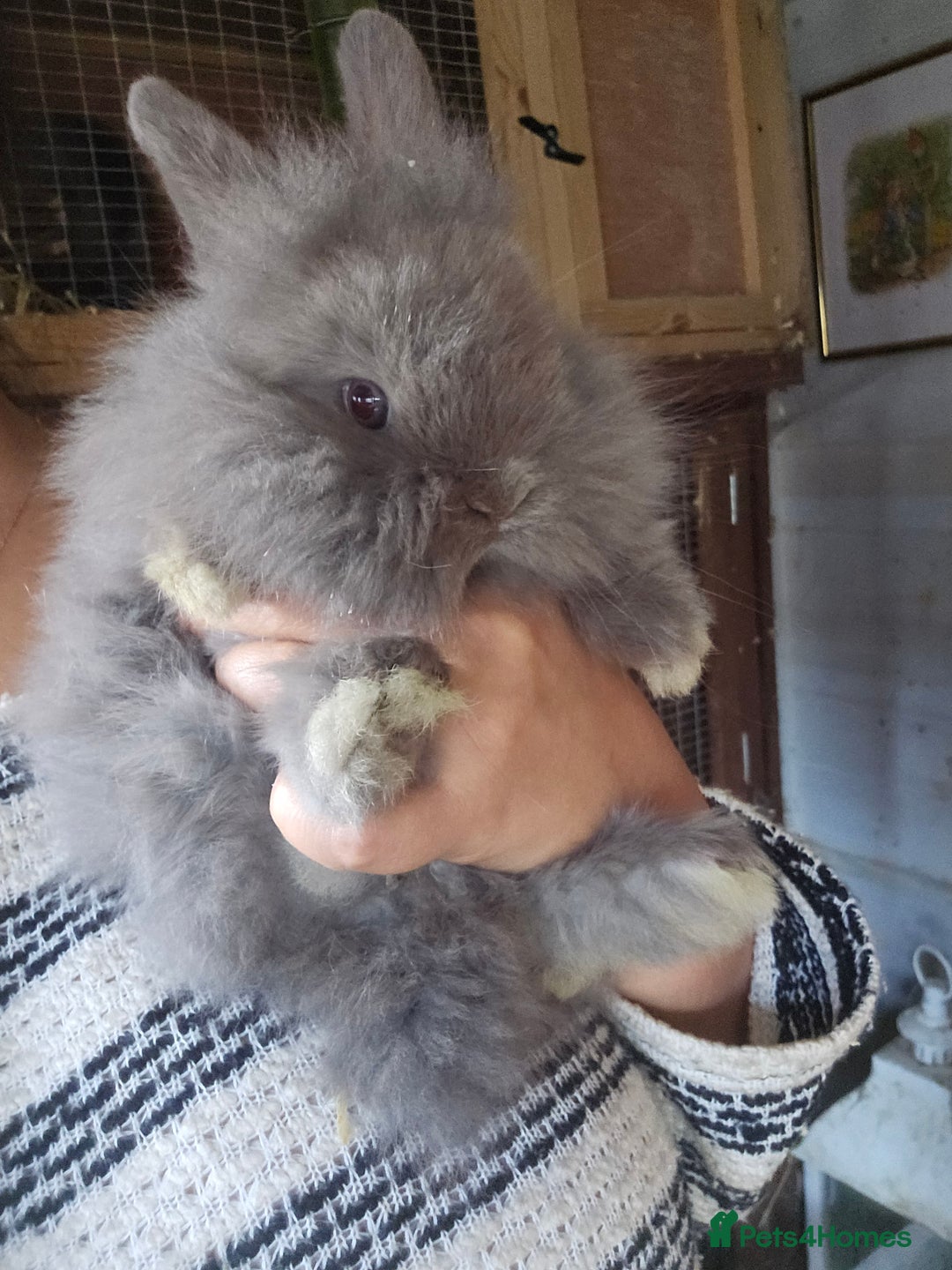Lionhead rabbits for sale: 5 Beautiful Lion Head Babies - Advert 17