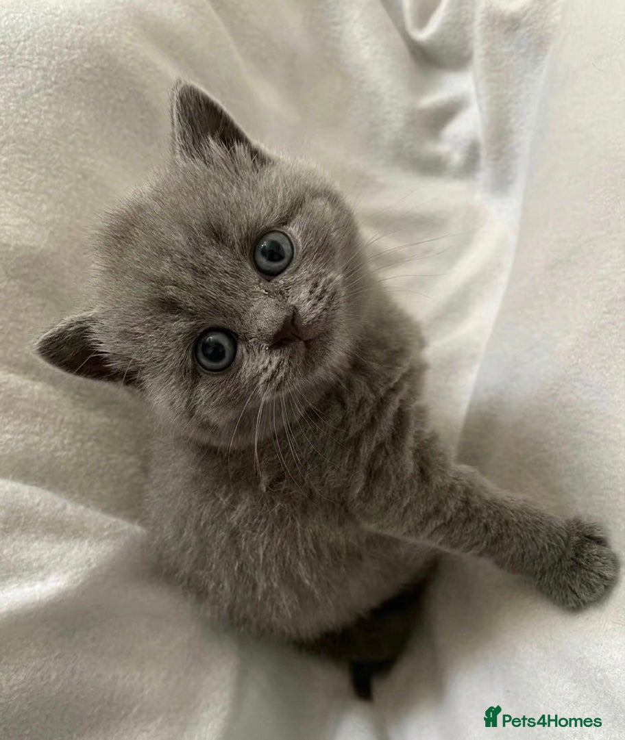 British Shorthair cats BRITISH SHORTHAIR - BLUE FEMALE KITTEN 🩷🩷🩷🩷 - Advert 1