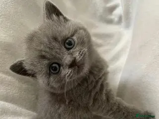 British Shorthair cats BRITISH SHORTHAIR - BLUE FEMALE KITTEN 🩷🩷🩷🩷 - Advert 2