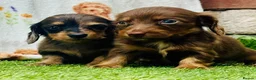 Miniature Dachshund dogs for sale: Long haired miniature dachshund girls - Advert 3