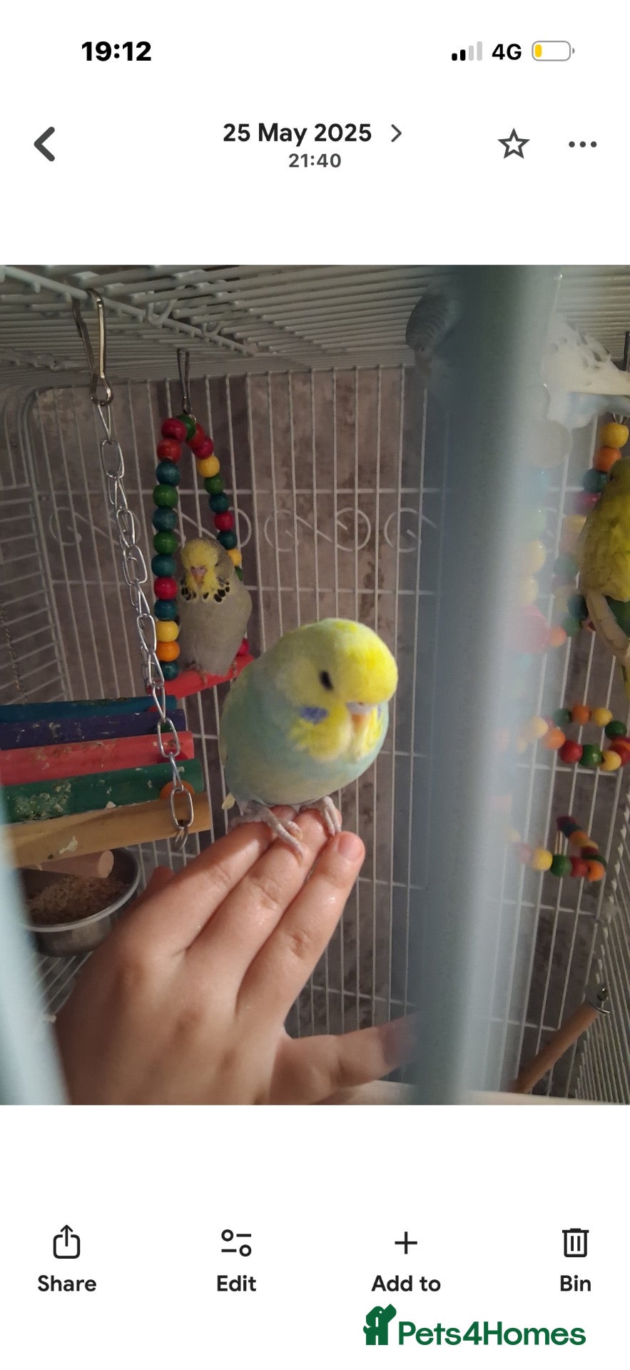 Budgerigars birds Budgies for sale - Advert 2