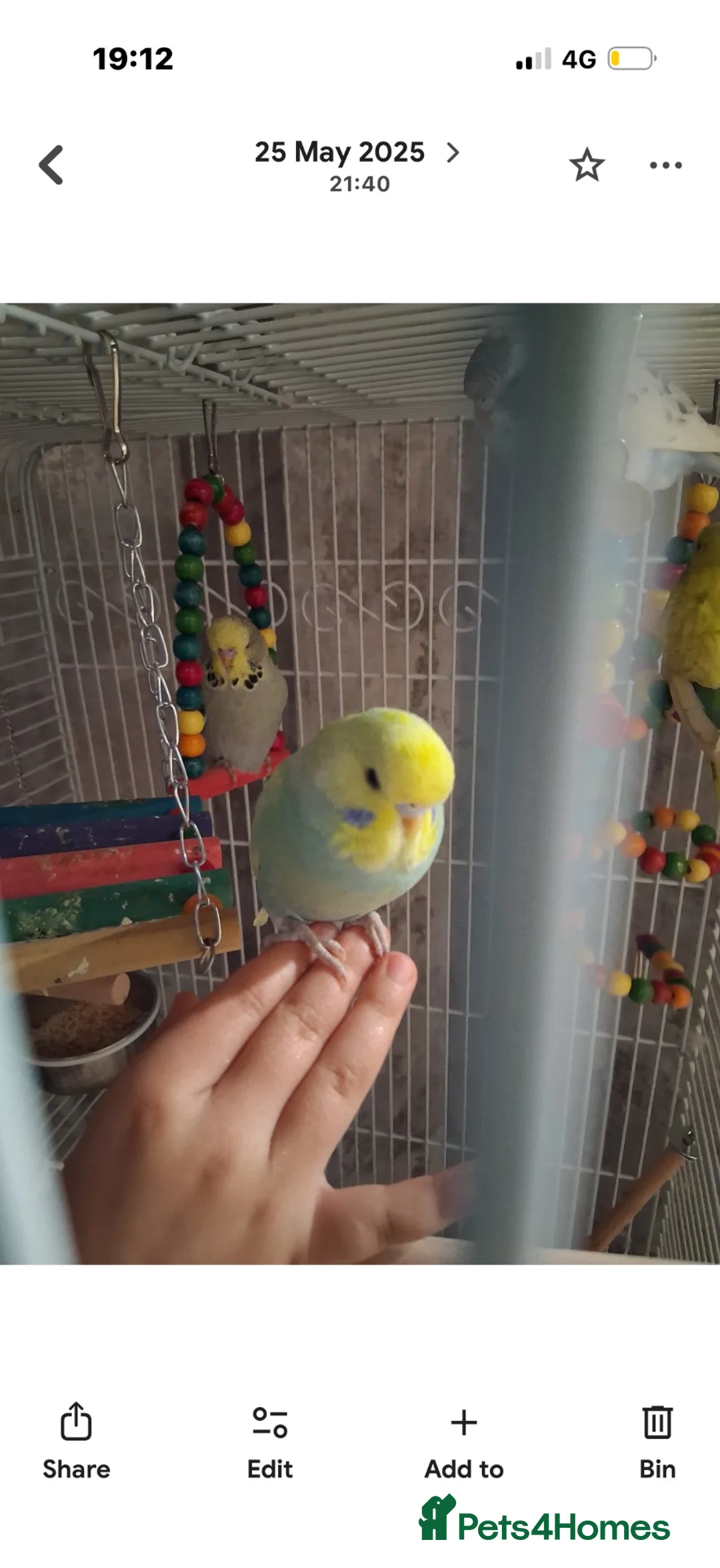 Budgerigars birds for sale: Budgies for sale in Leeds - Advert 1