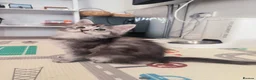 Maine Coon cats for sale: Purebred Maine Coon last girl ready now - Advert 14