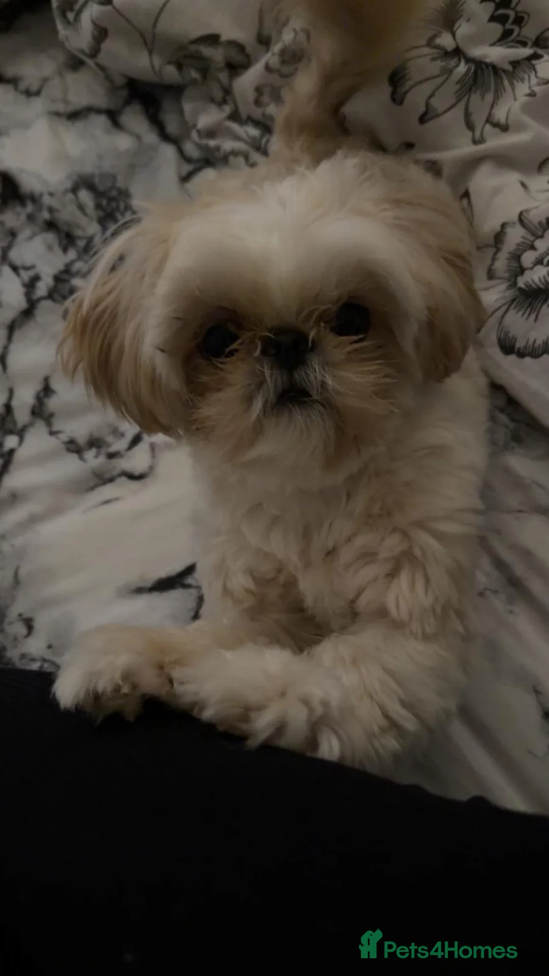 Shih Tzu dogs for stud: Beautiful boy for stud in Goole - Advert 2