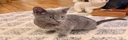 Russian Blue cats for sale: Pure Russian Blue Boy❄️ - Advert 23