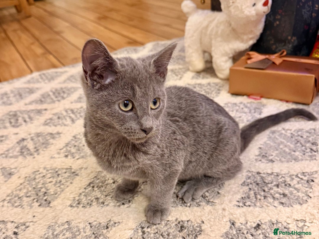 Russian Blue cats for sale: Pure Russian Blue Boy❄️ - Advert 23