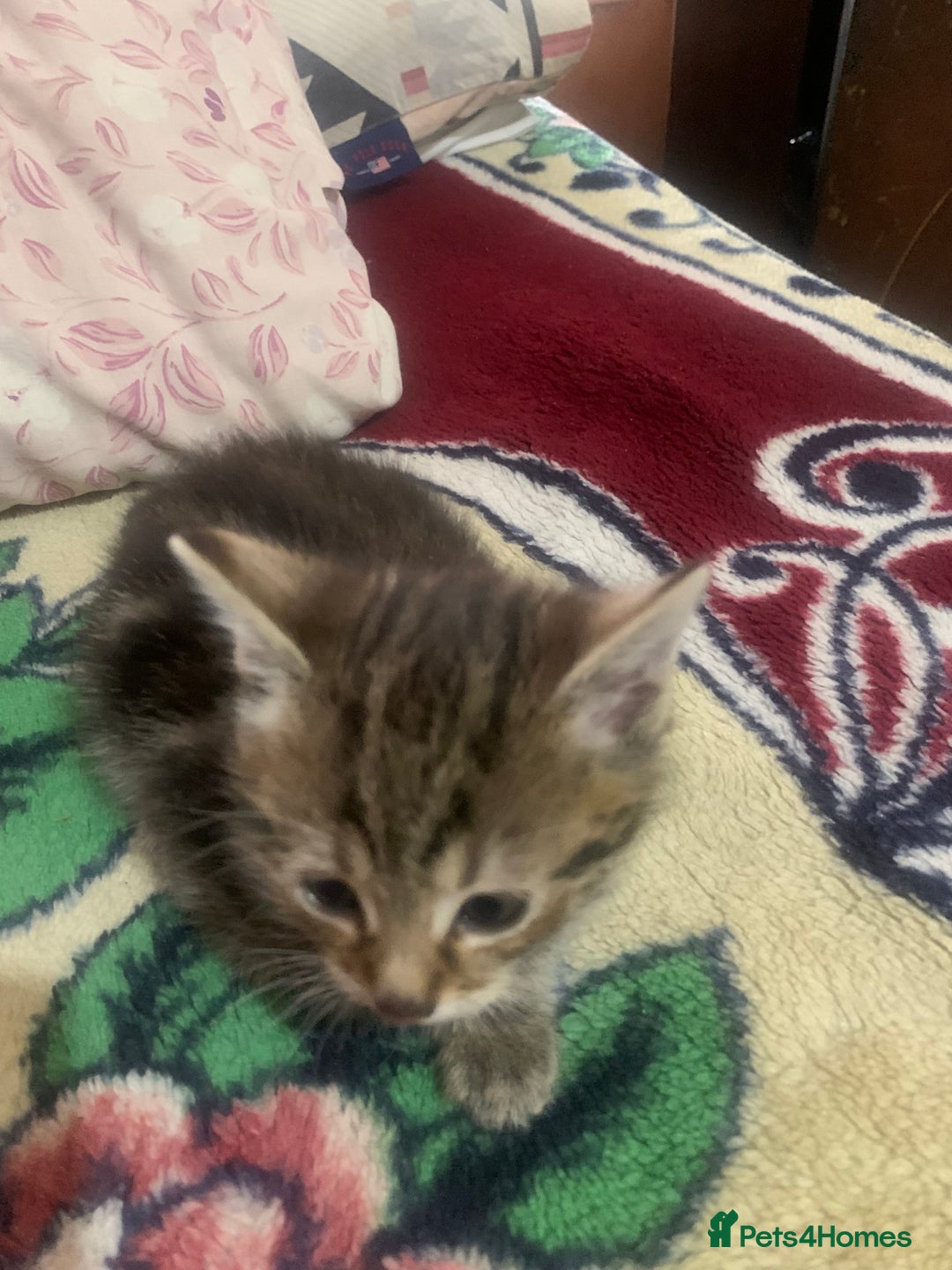 American Shorthair cats for sale: Cute American Shorthair Kittens 🐾 - Advert 4