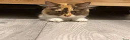 British Longhair cats for sale: Pedigree British Longhair chocolate tortie TICA - Advert 8