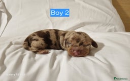 Miniature Dachshund dogs for sale: Miniature Dachshund  - Advert 5