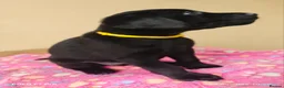Labrador Retriever dogs for sale: Exceptional Home Raised Labrador Puppies in Nottingham - Advert 9